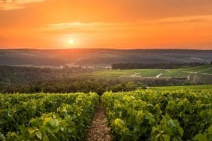 Vignoble en champagne