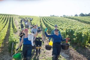 vendanges champagne