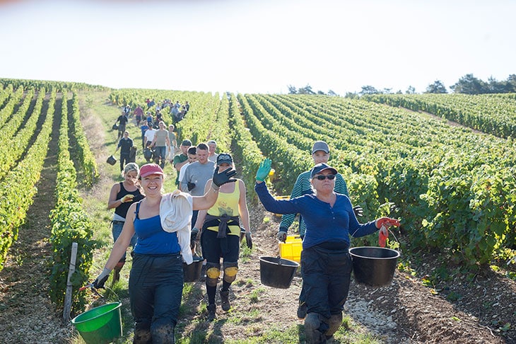vendanges champagne