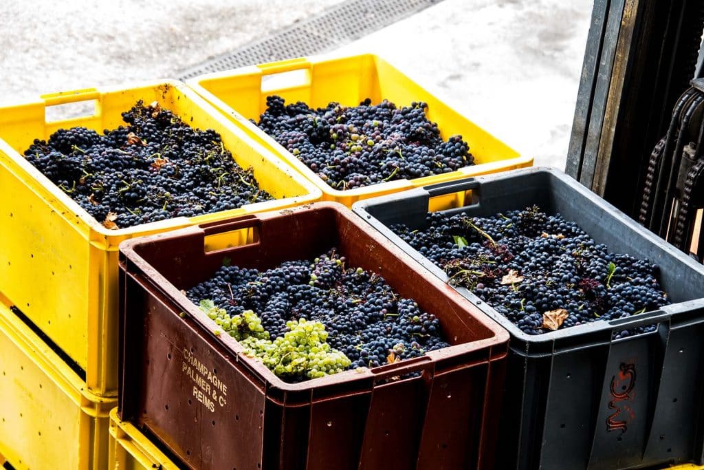 vendanges champagne