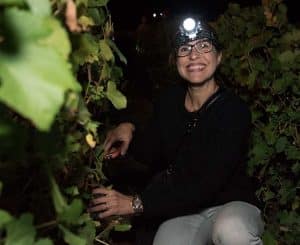 vendanges champagne
